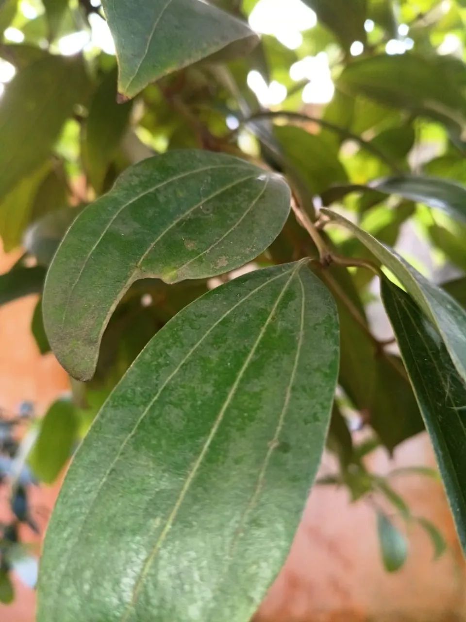Folhas de Canela para Cozinha