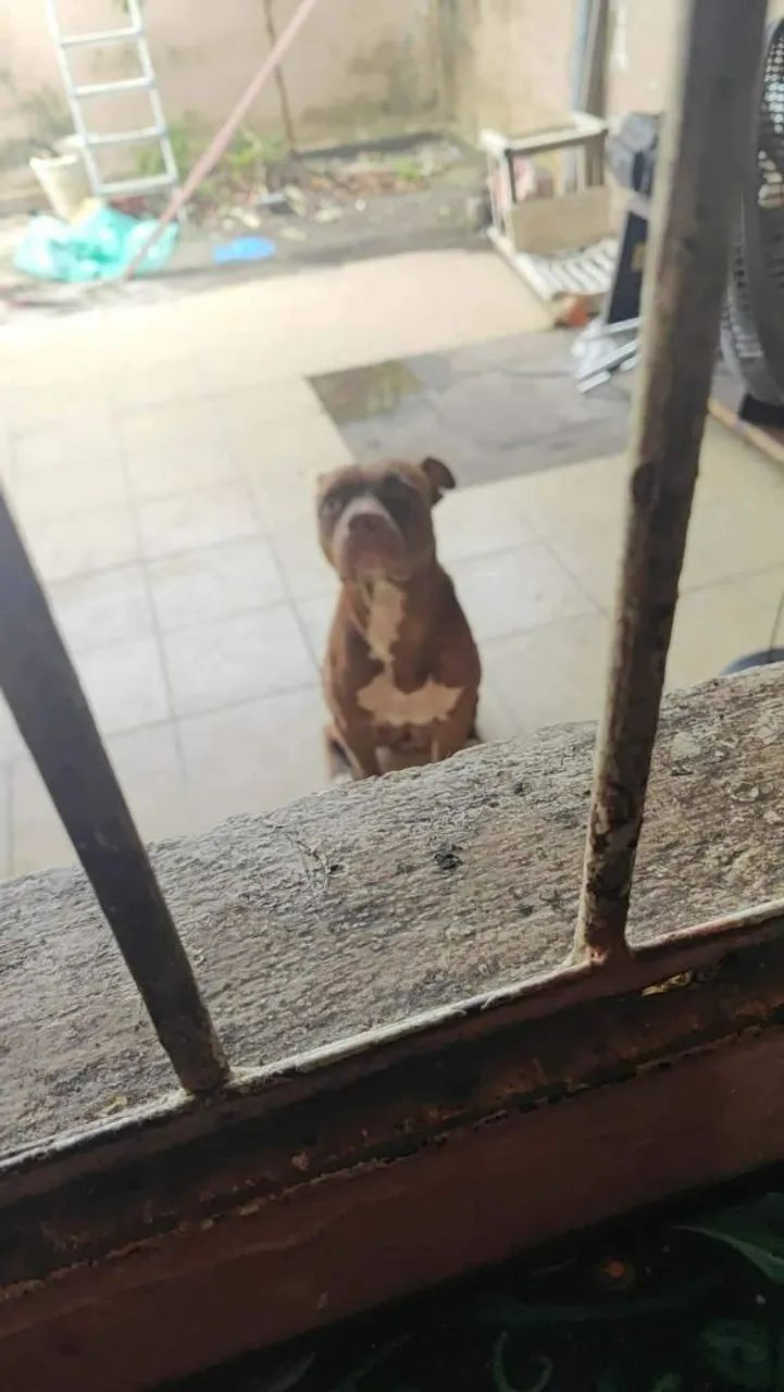 Filhote de Pitmonster no precinho  - Foto 5