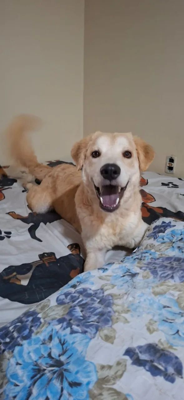 Doação cachorro grande - Foto 3