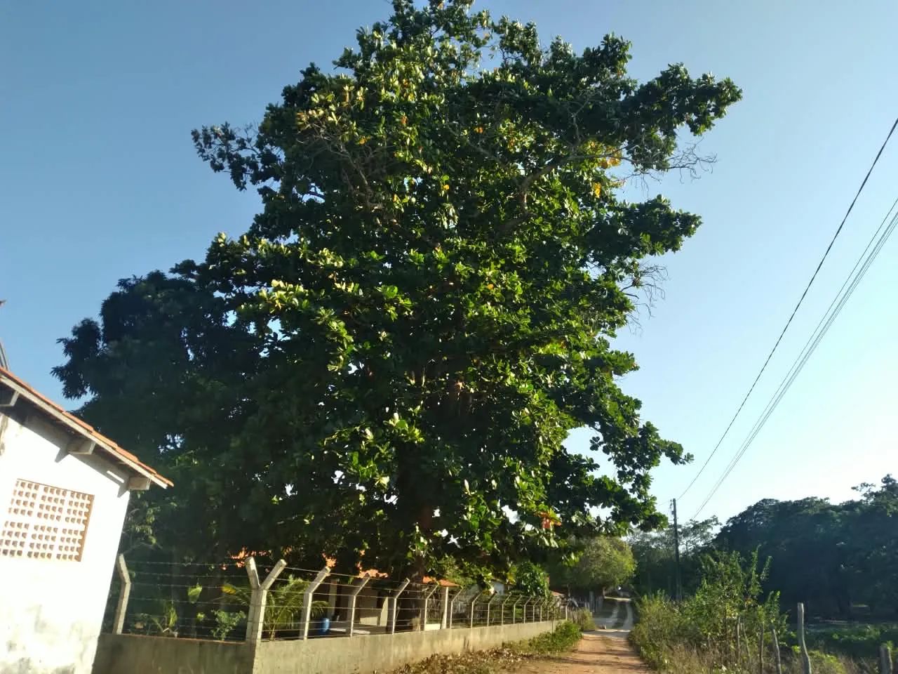 VENDO TERRENO COM CASA - ITAPIPOCA - Foto 2