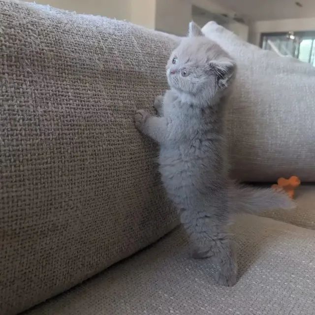 British Shorthar  - Foto 3