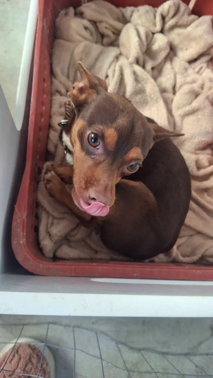 Pincher macho 1 ano