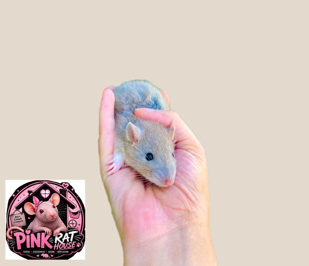 Rato de laboratório  - Foto 4