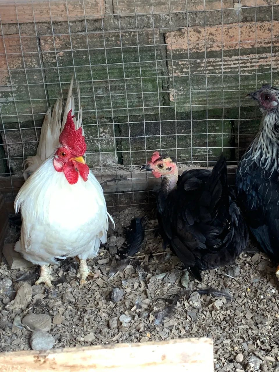 Vendo garnizé  - Foto 3