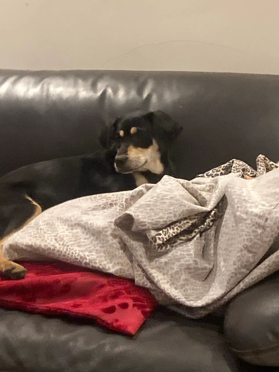 Cachorros pra doação  - Foto 2