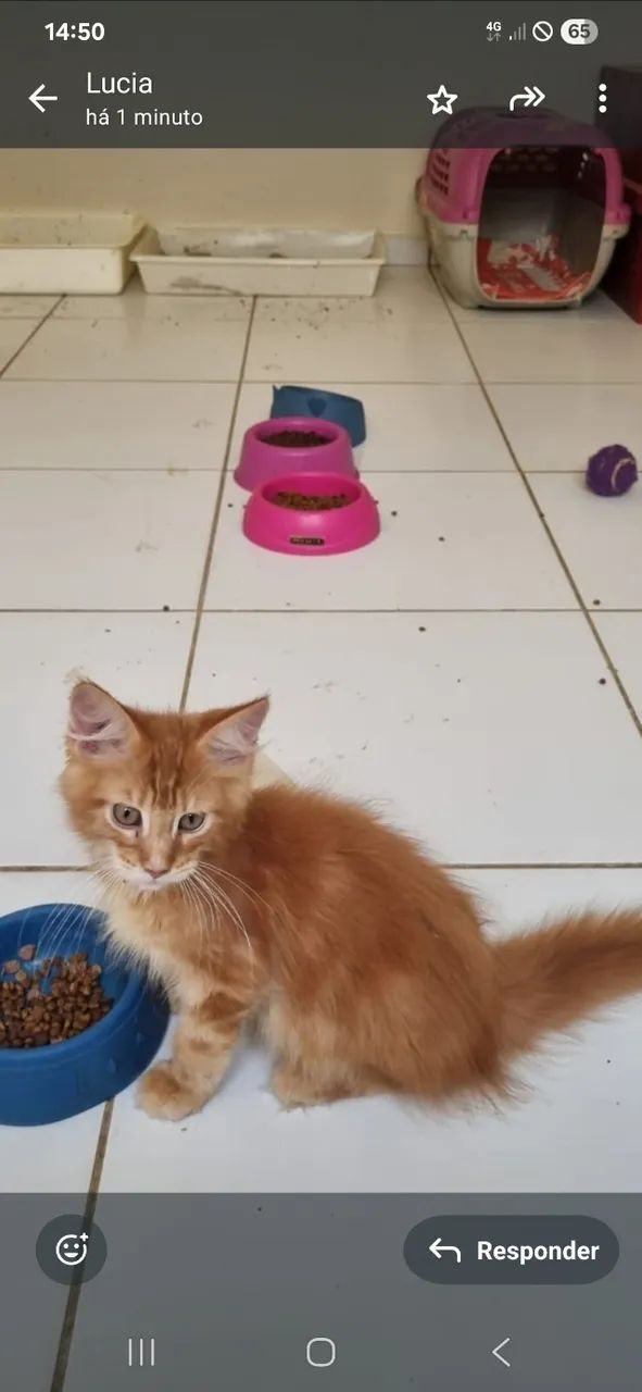 Gatil Menie Cats- Vendo Filhotes de Maine Coon - Foto 4