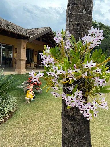 Chácara em Distrito de Jafa - Garça - Foto 3