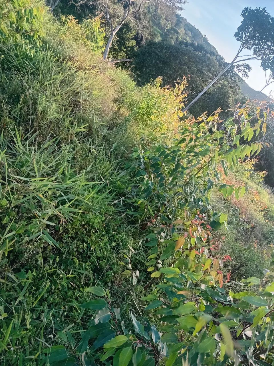 Fazenda com 18000 p eucalipto - Foto 4