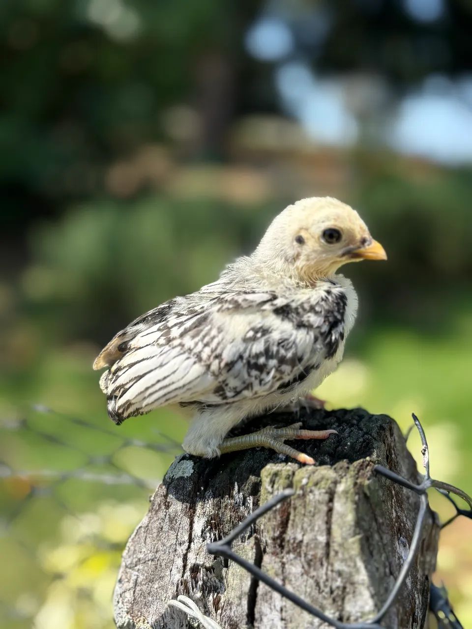 Pintinhos de Garnizé Sebright  - Foto 4