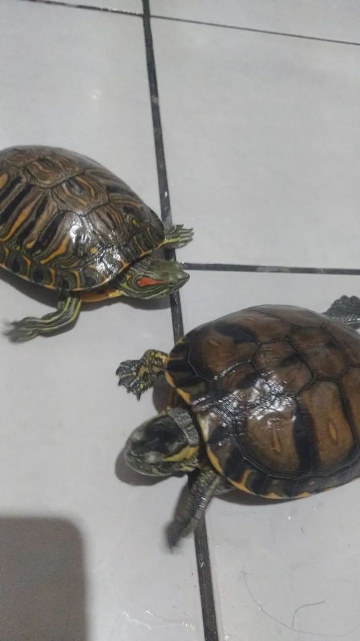 Tartaruga tigre d'água 