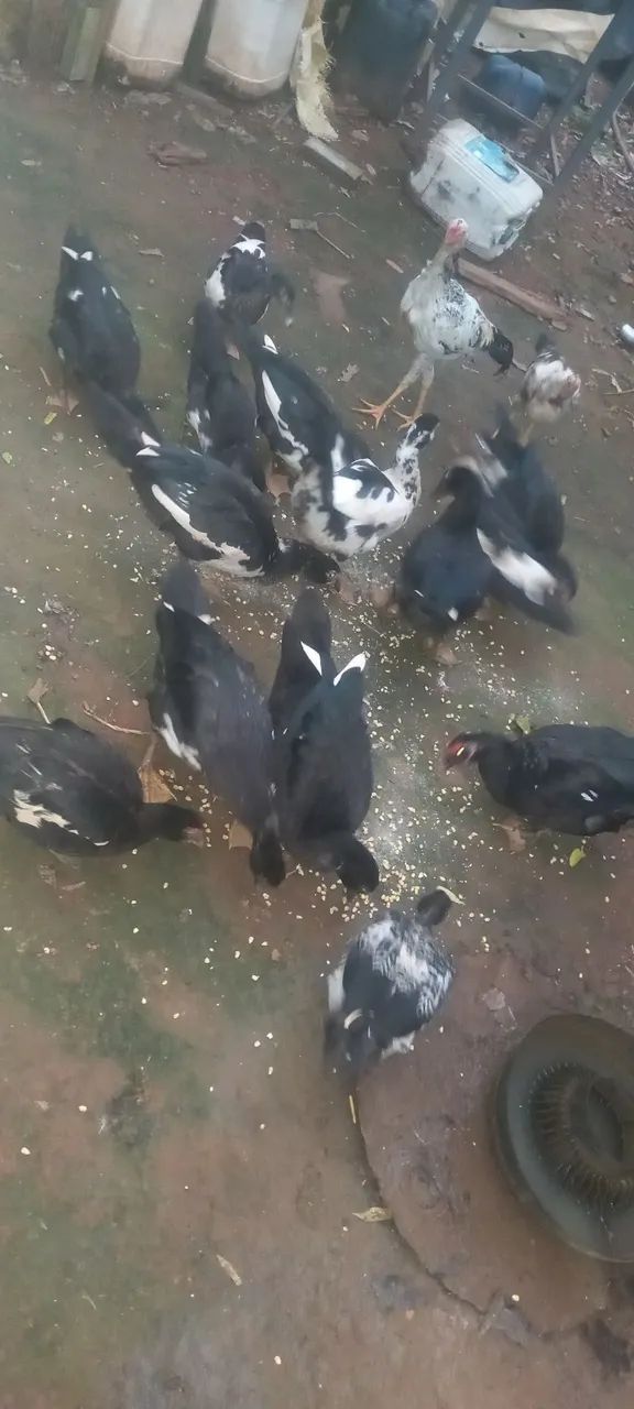 Patos todos os tamanhos 