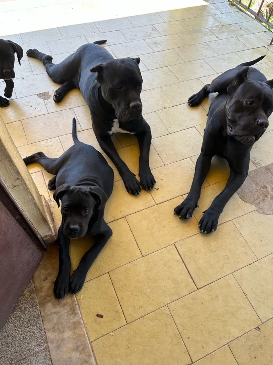 Filhote de Cane Corso  - Foto 2