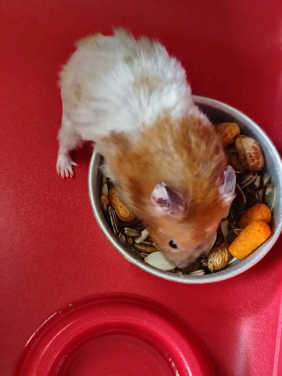 Hamster macho  - Foto 6
