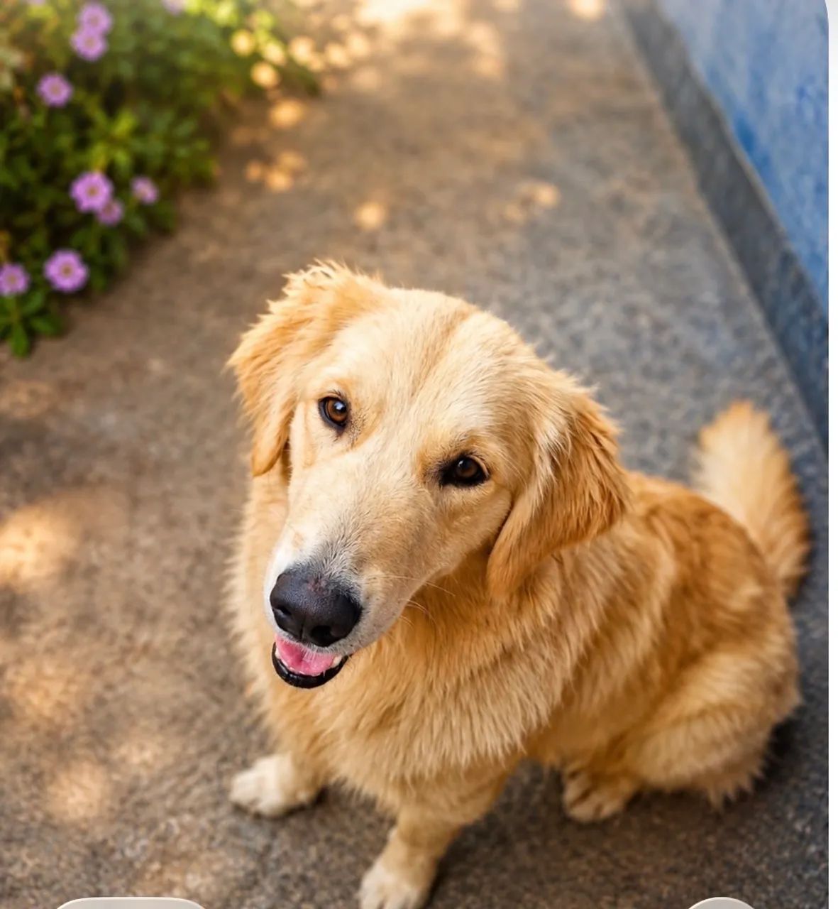 Golden Retrivier - Foto 2