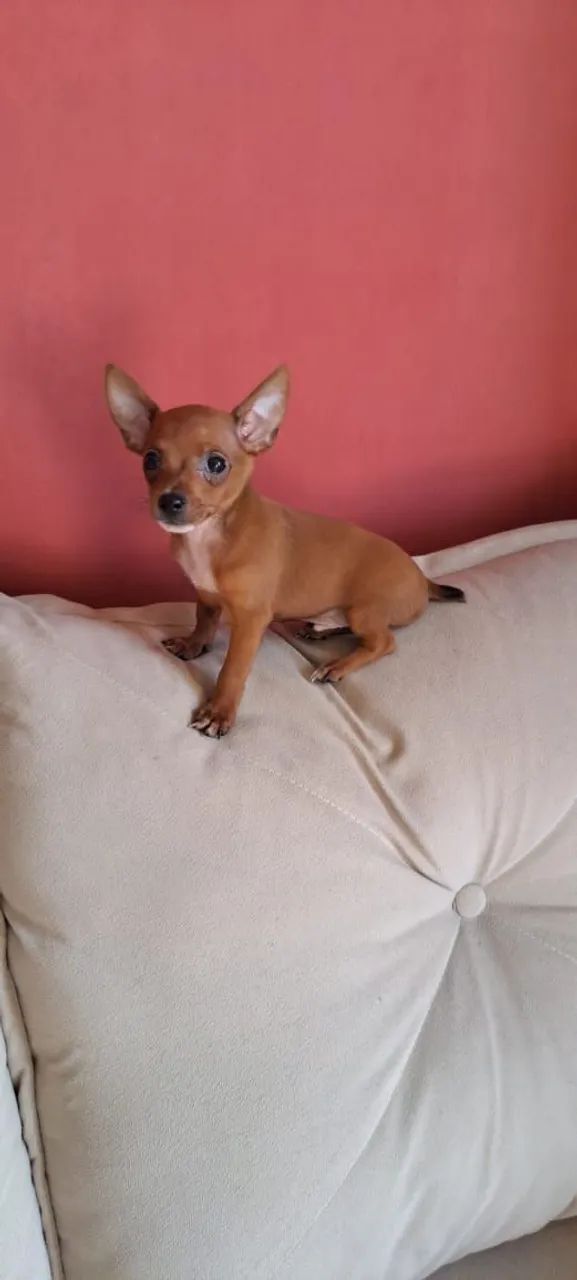 Pinscher zero - Foto 4