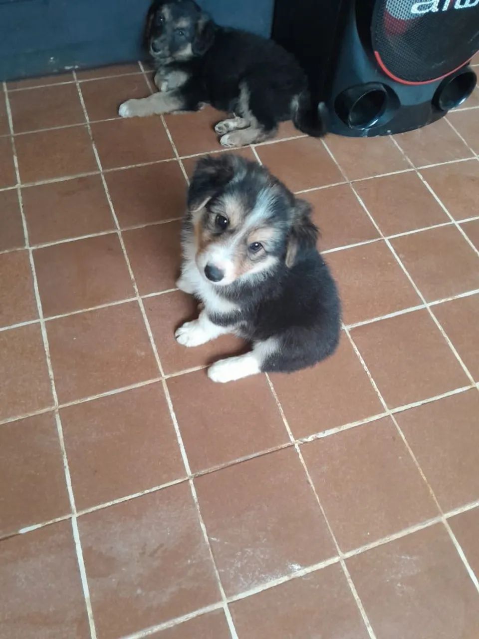 Border collie  - Foto 2