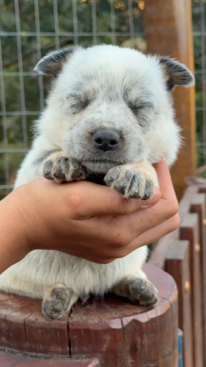 Blue Heeler  - Foto 3