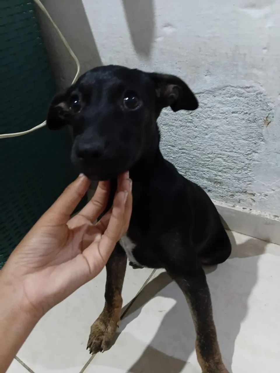cachorros pra adoção  - Foto 3