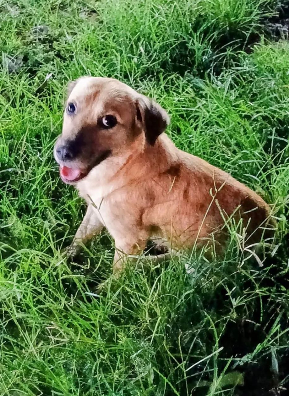 Chorrinho Lindo Para Adoção  - Foto 3