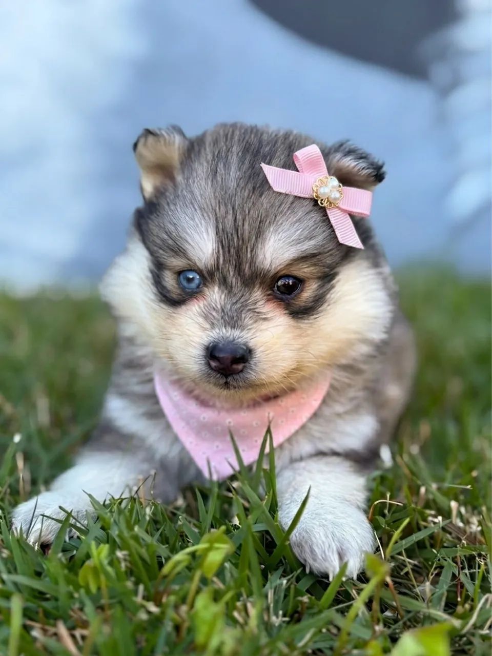 Pomsky mini  - Foto 4