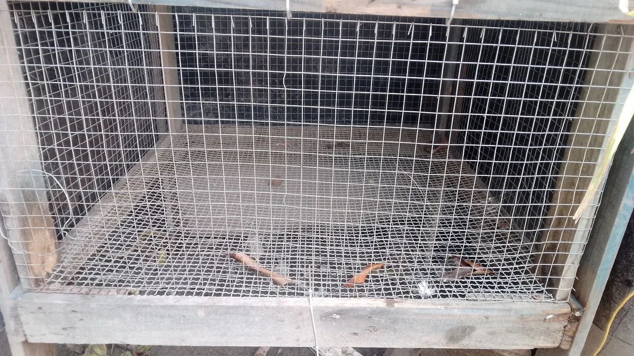 Pinteiro para pintinhos e  codornas - Foto 3