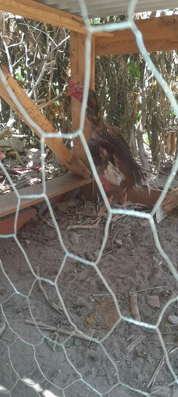 Galo de raça 