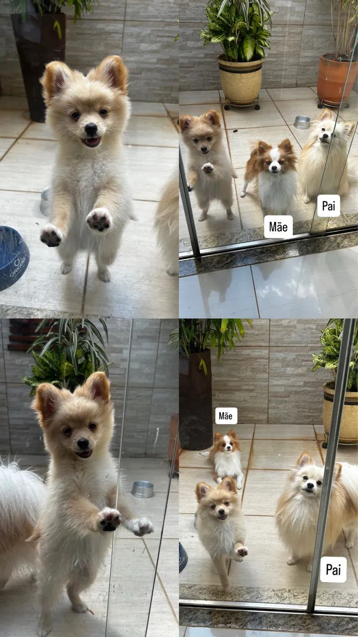 Vende-se Cachorra Fêmea - Lulu da Pomerânia (Spitz Alemão)