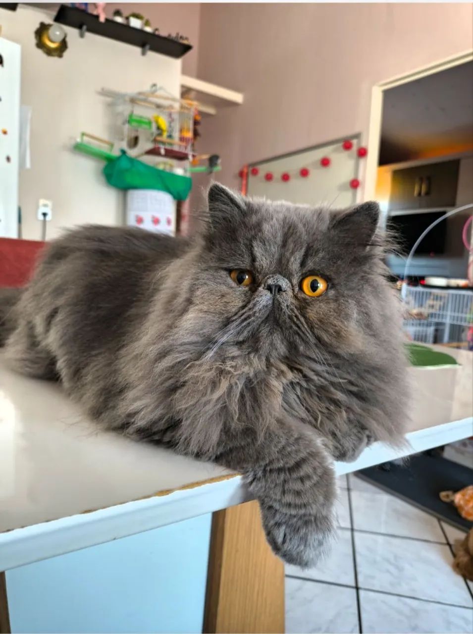 Gato persa macho  - Foto 3
