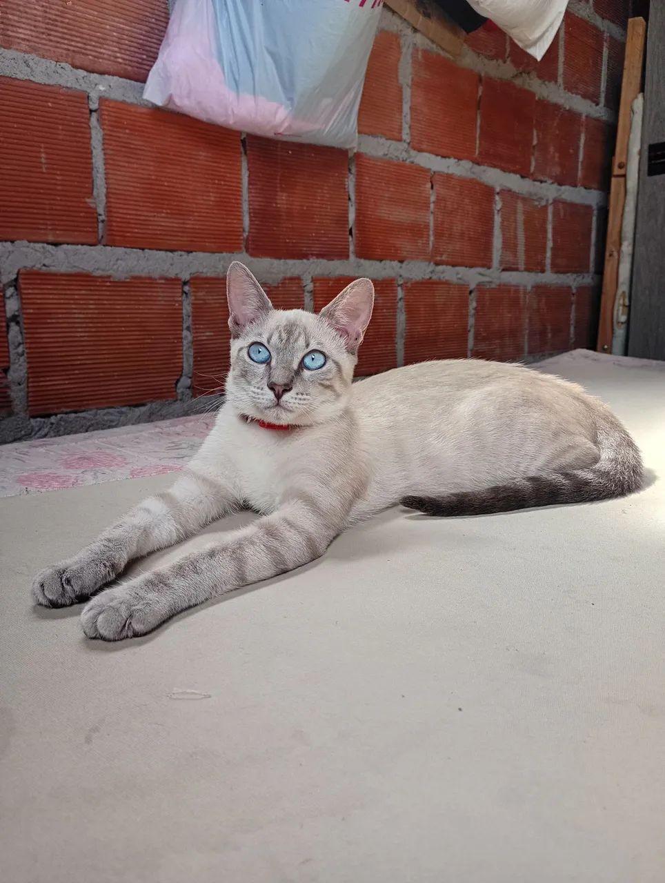 Gata para adoção 