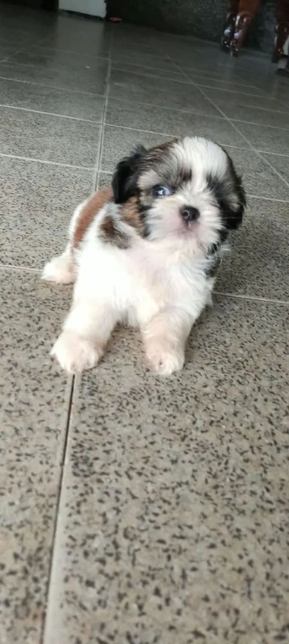 Shitzu macho disponível ? - Foto 3