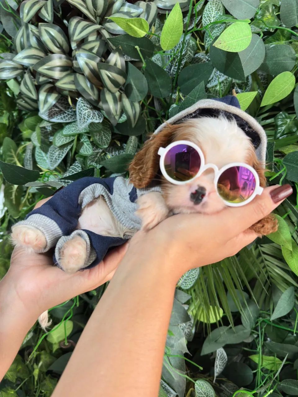 Cavalier king  - Foto 2