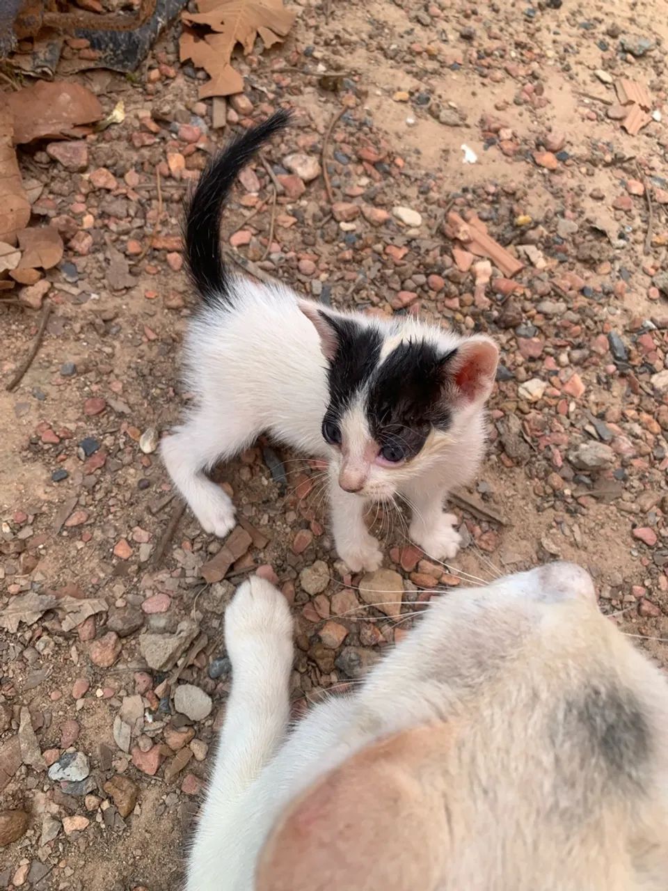 Doa-se gatinhos 