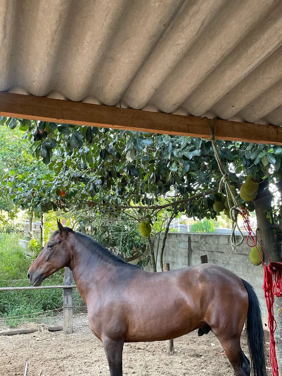 Cavalo - Foto 3