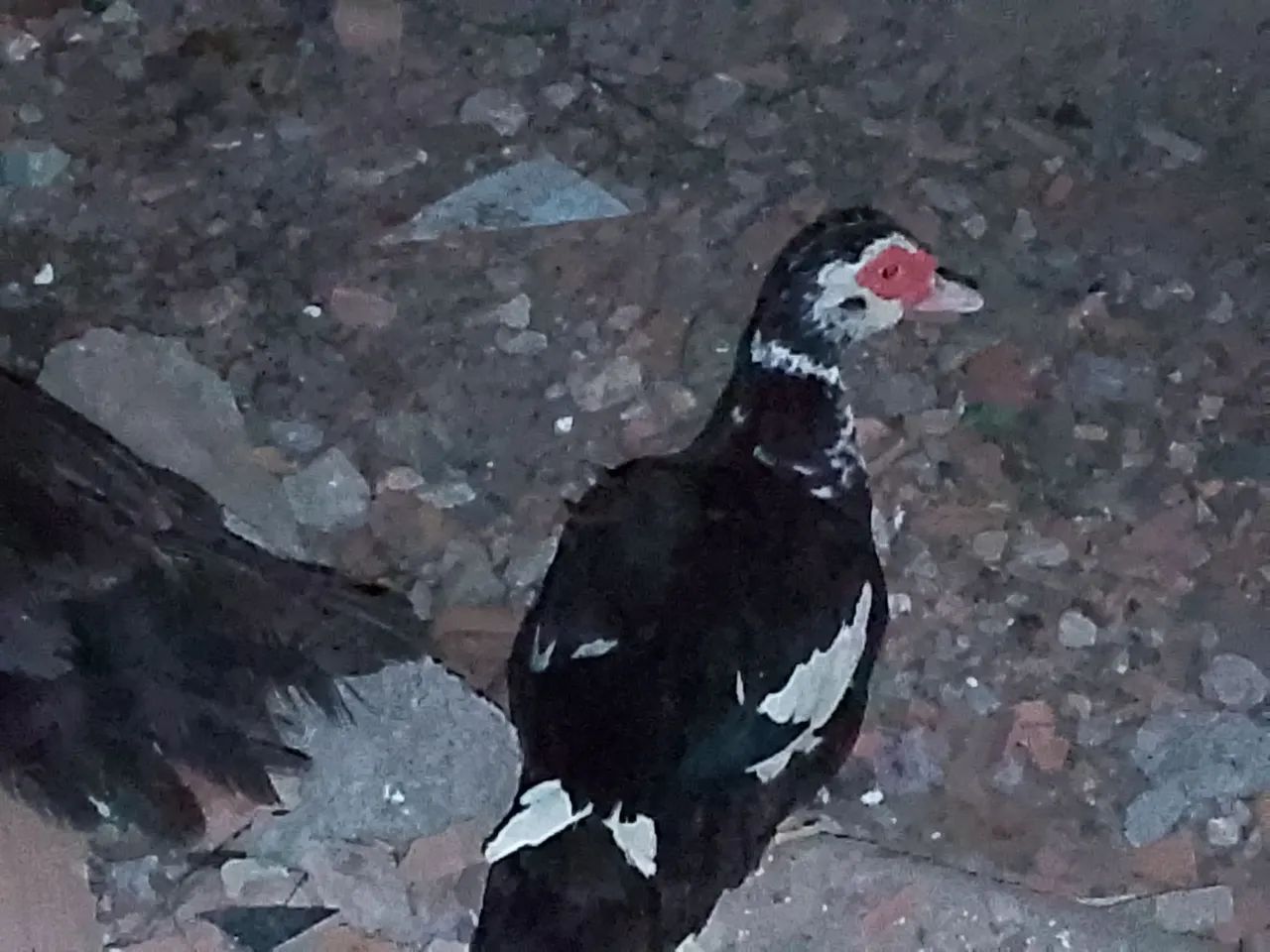 Patos - Foto 3
