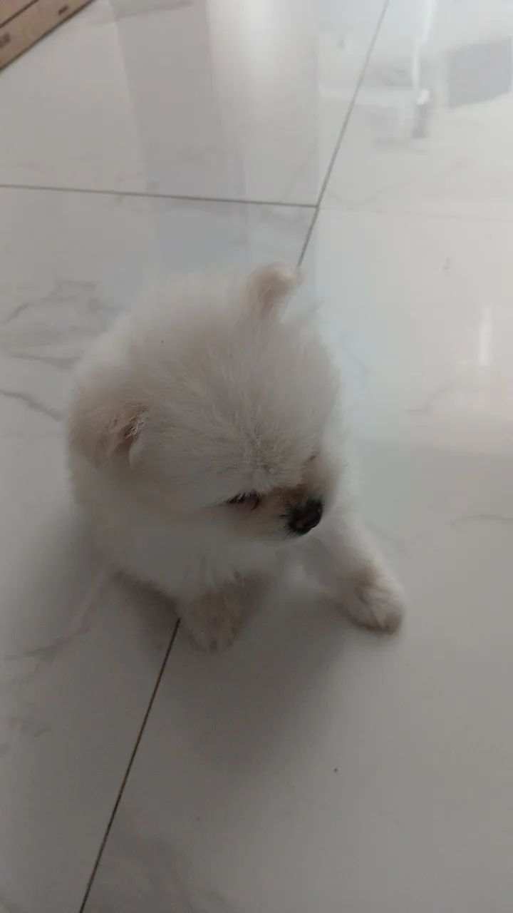 Spitz alemão - Foto 2