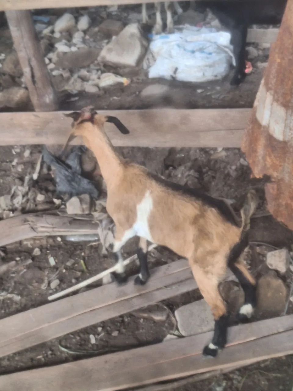 Bode cabra cabrito - Foto 4