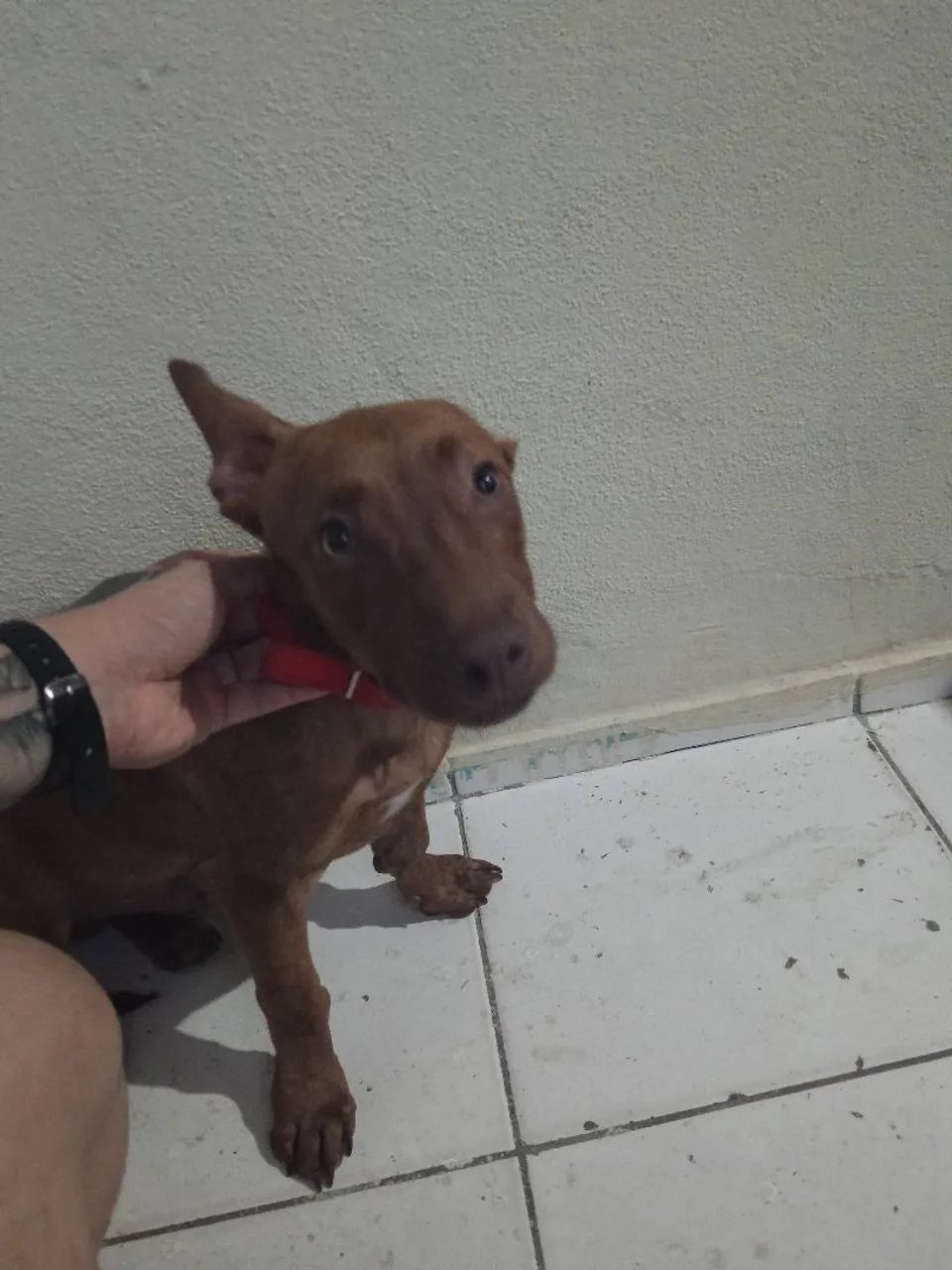 Doação  - Foto 2