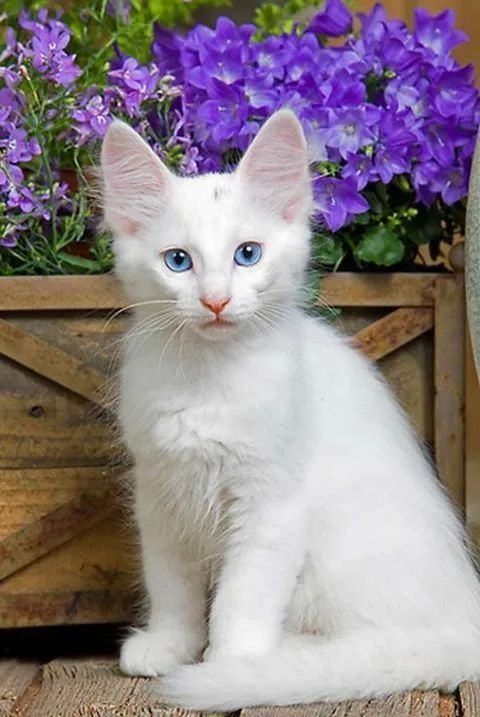 Filhotes machos angorá 