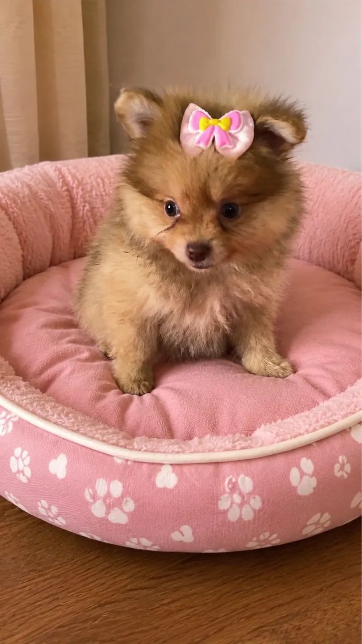Spitz alemao - Foto 2