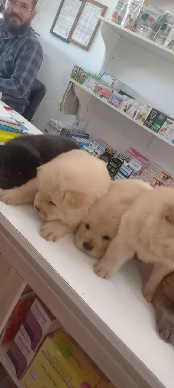 Vendo chow chow  - Foto 4