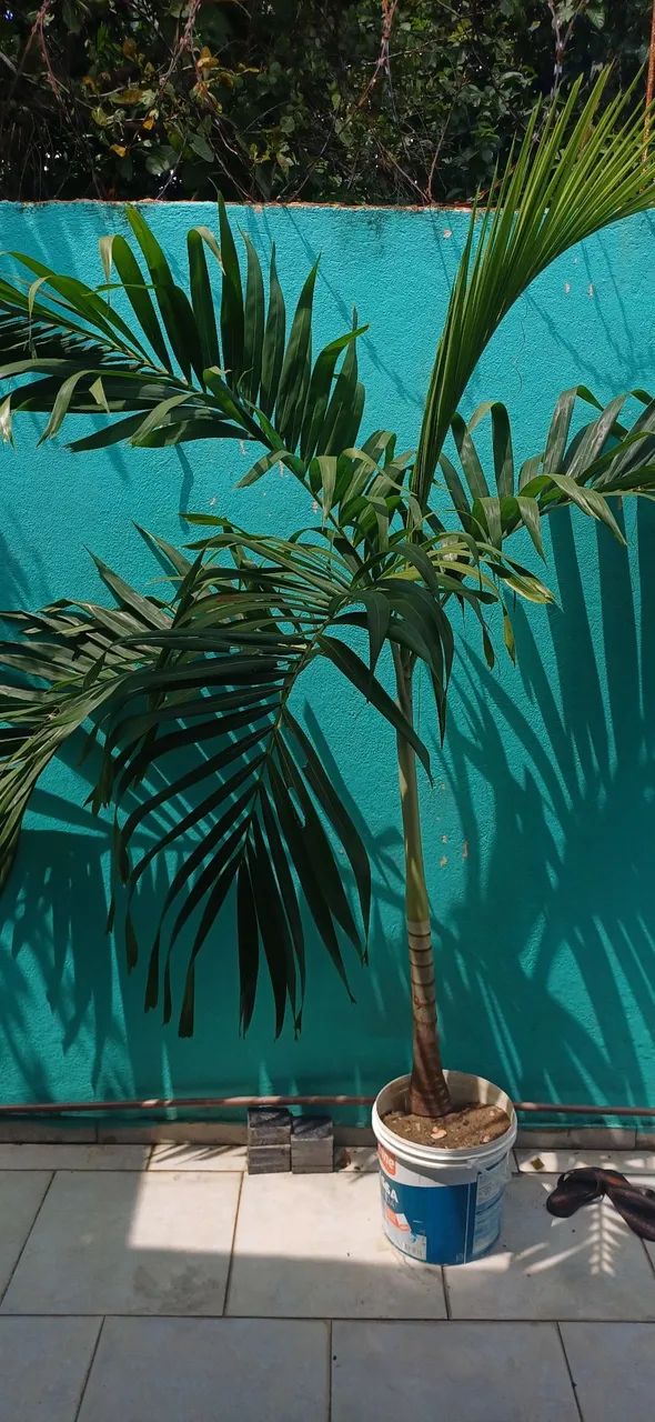 Vendo 2 árvore imperial  - Foto 6