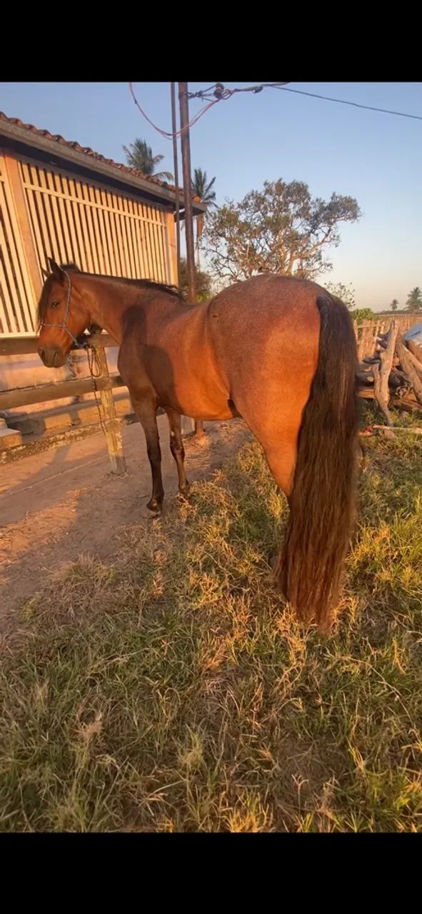 Cavalo - Foto 4