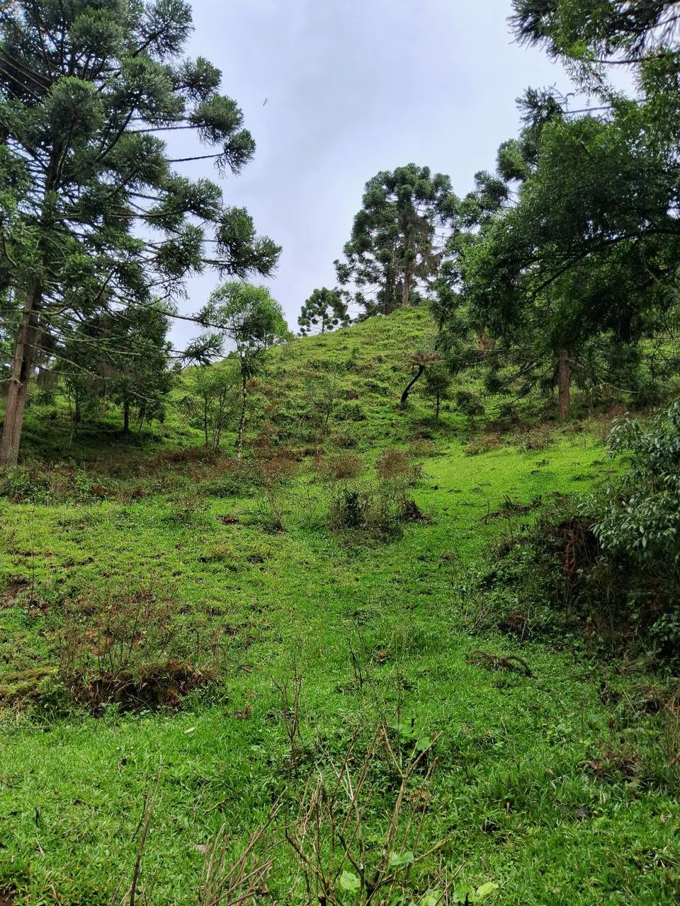 Terreno 3 hectares com riacho em Anitápolis-SC  - Foto 4