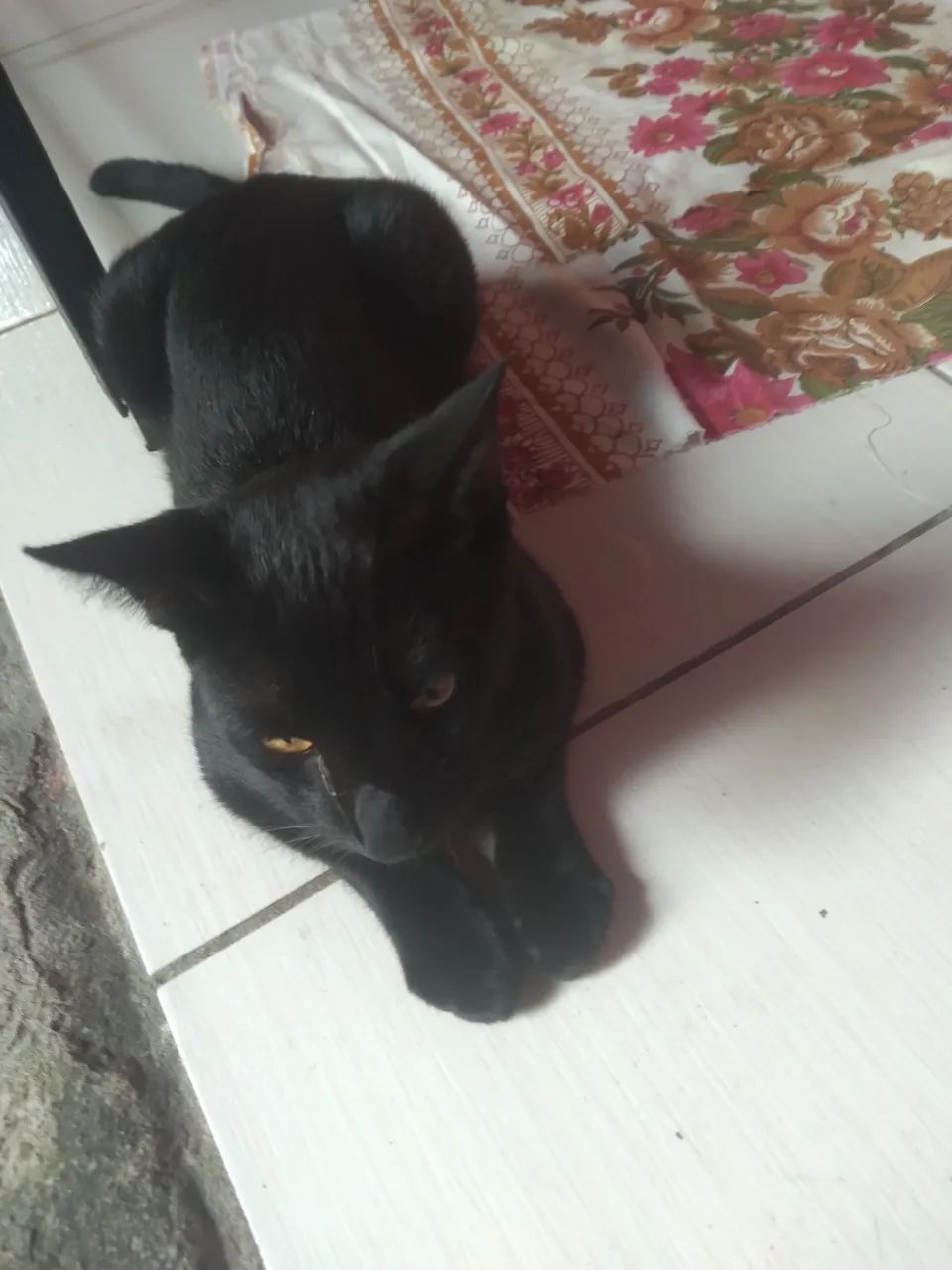 Adoção responsável  - Foto 3