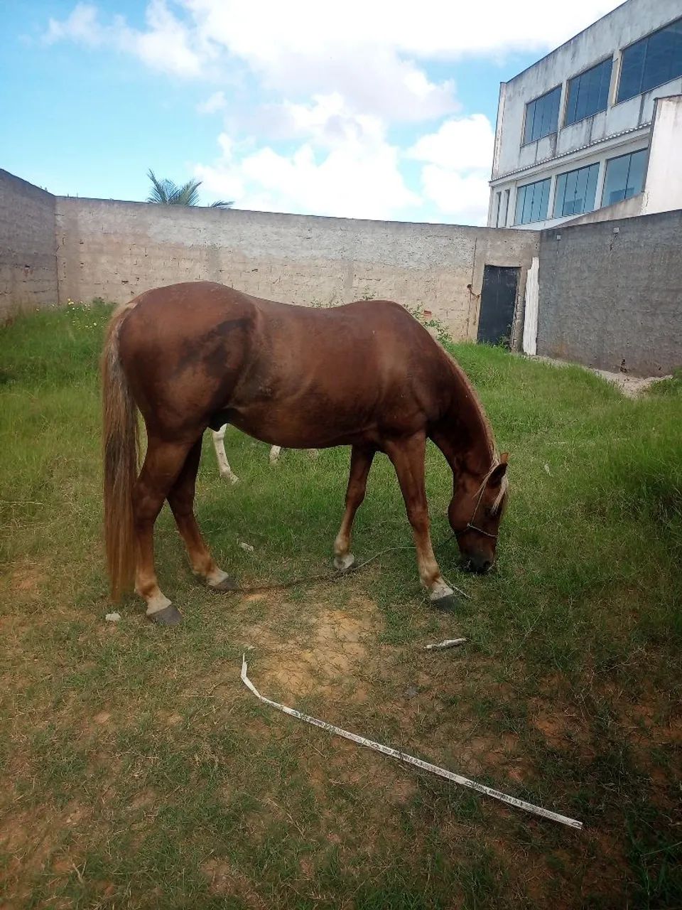 Cavalo QM  - Foto 4