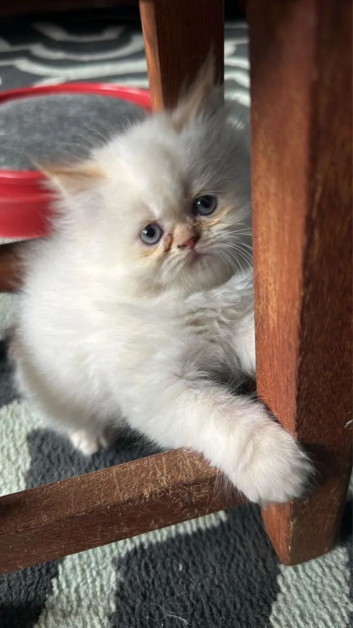 Persa - Super Fofos  - Foto 3