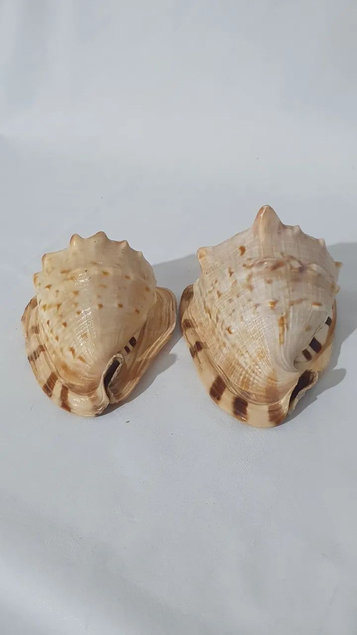 Lote de  2 conchas Marinha cassis tuberosa  - Foto 3