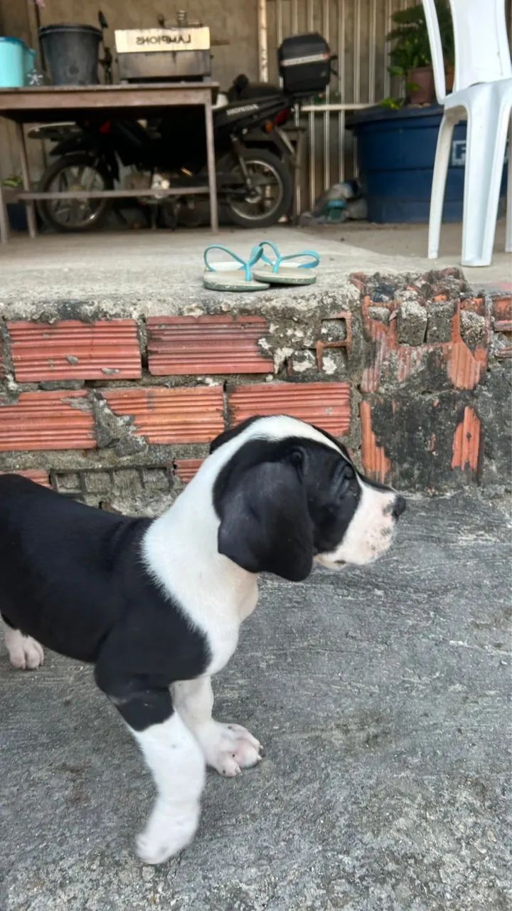 Dogue Alemão  - Foto 4