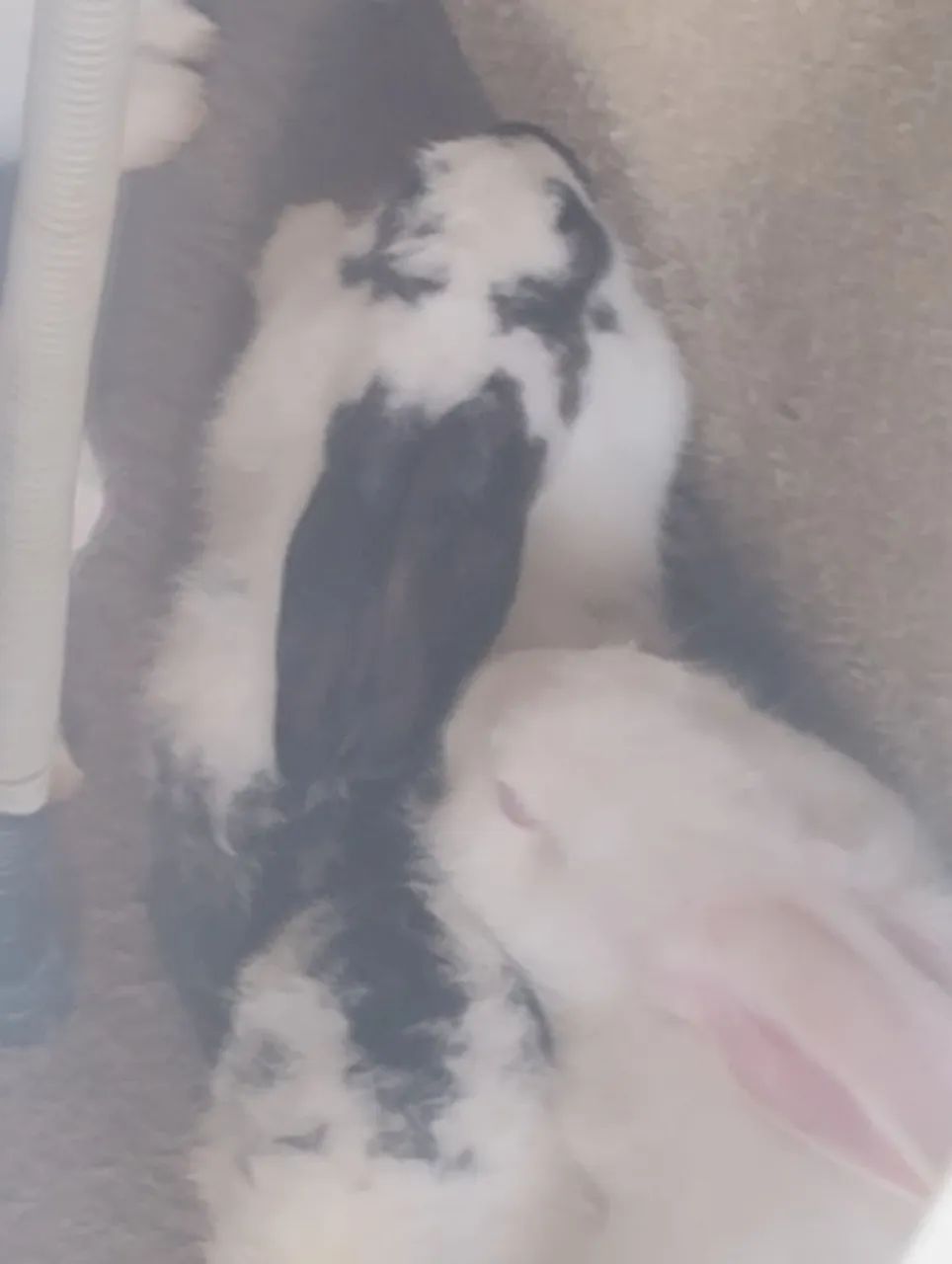 Vende se coelho ? - Foto 2