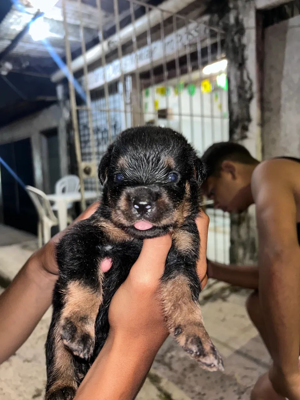 Vendo rottweiler  - Foto 5